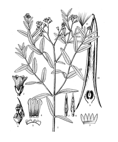 Natural compounds from  Apocynum venetum
